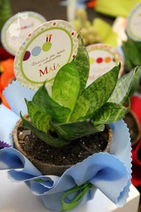 Plantitas con topper personalizado